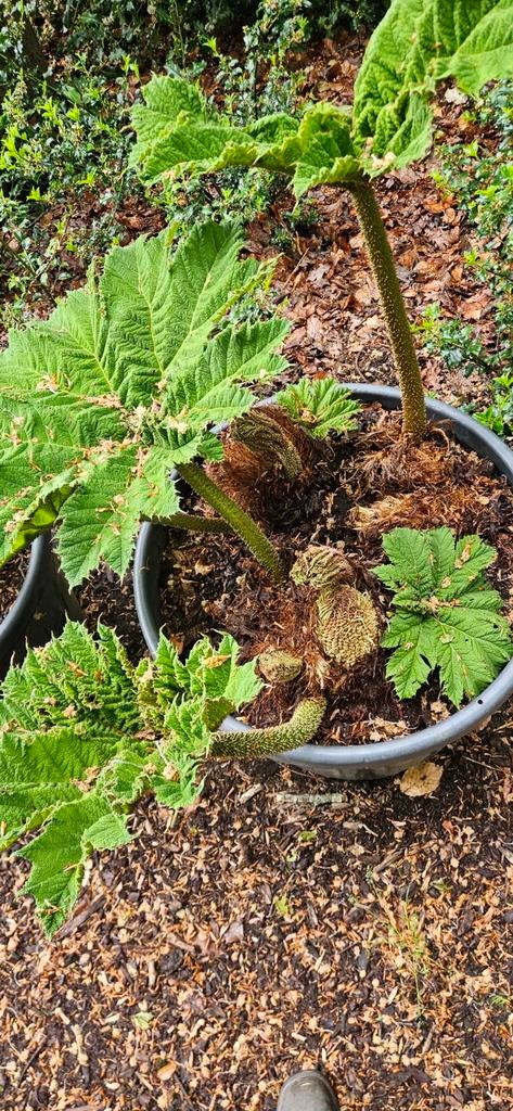 Gunnera manicata in 120 ltr container., Tuin en Terras, Planten | Tuinplanten, Ophalen of Verzenden, Siergrassen, Volle zon