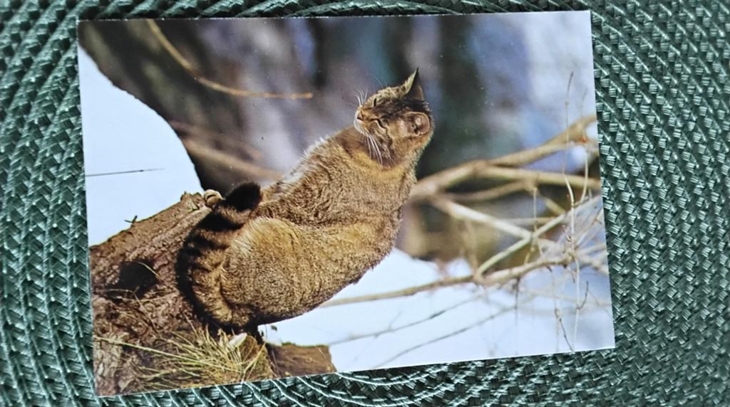 Ansichtkaart Wilde Kat - Ongelopen, Ophalen of Verzenden, 1980 tot heden, Ongelopen, Wild dier
