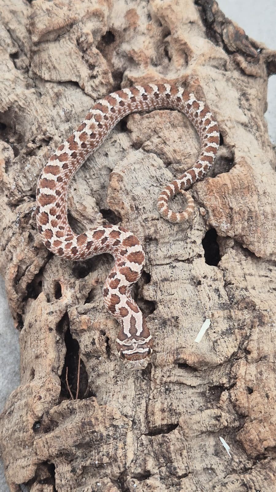 haakneusslang het sunburst Hognose Snake photo 5