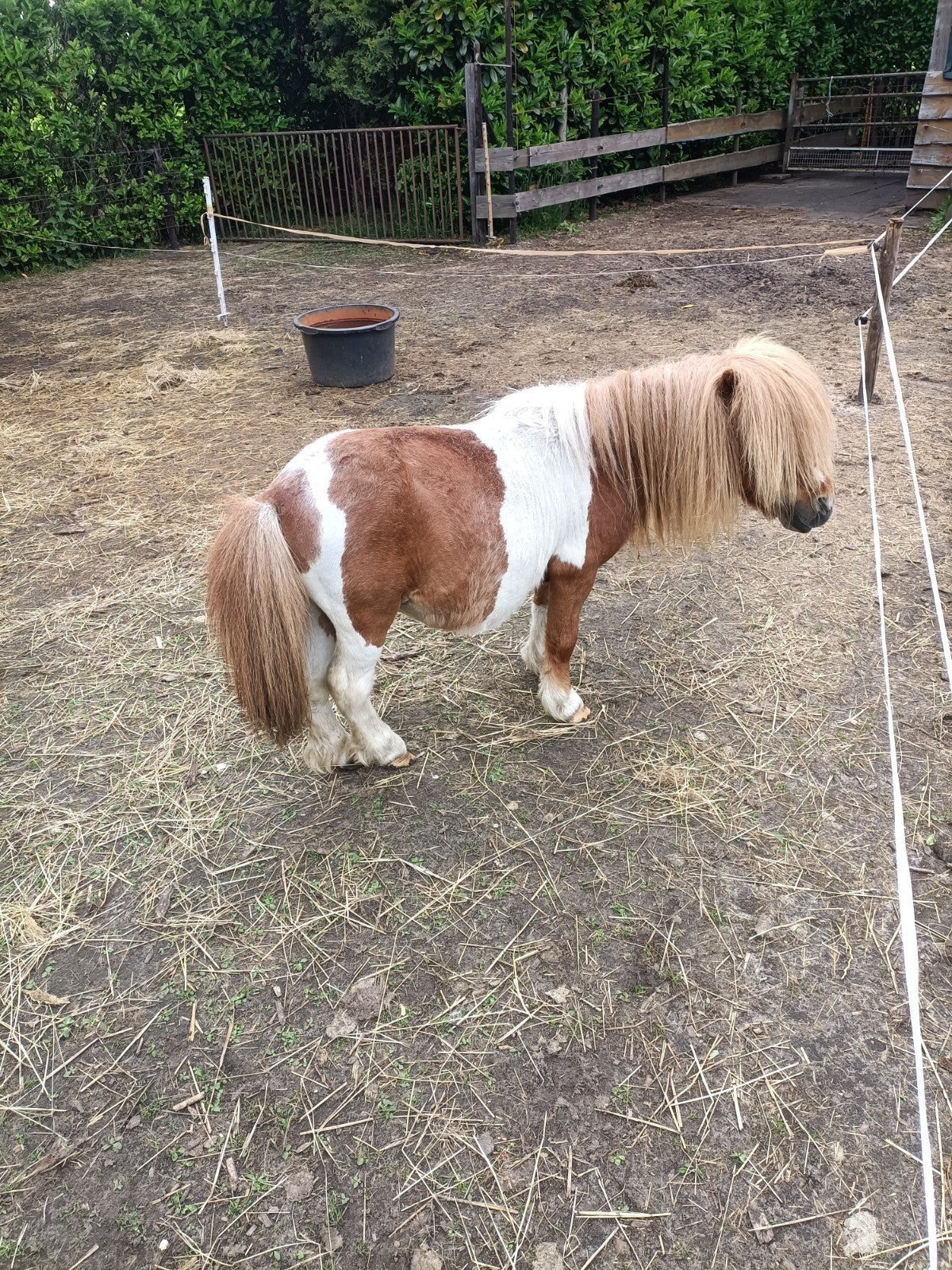 Shetlander   dek hengst, Hengst