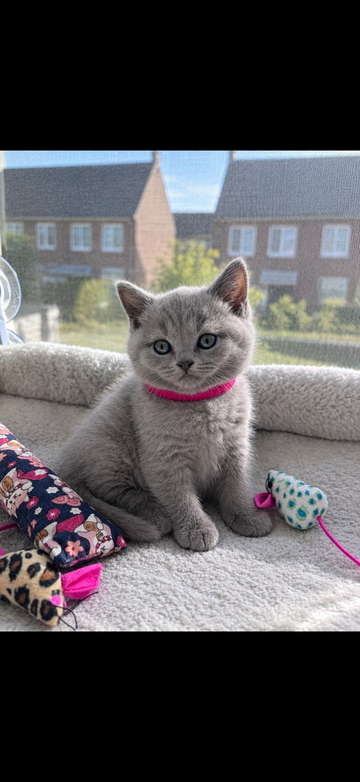 Lilac Britse korthaar kittens, Meerdere dieren, 0 tot 2 jaar