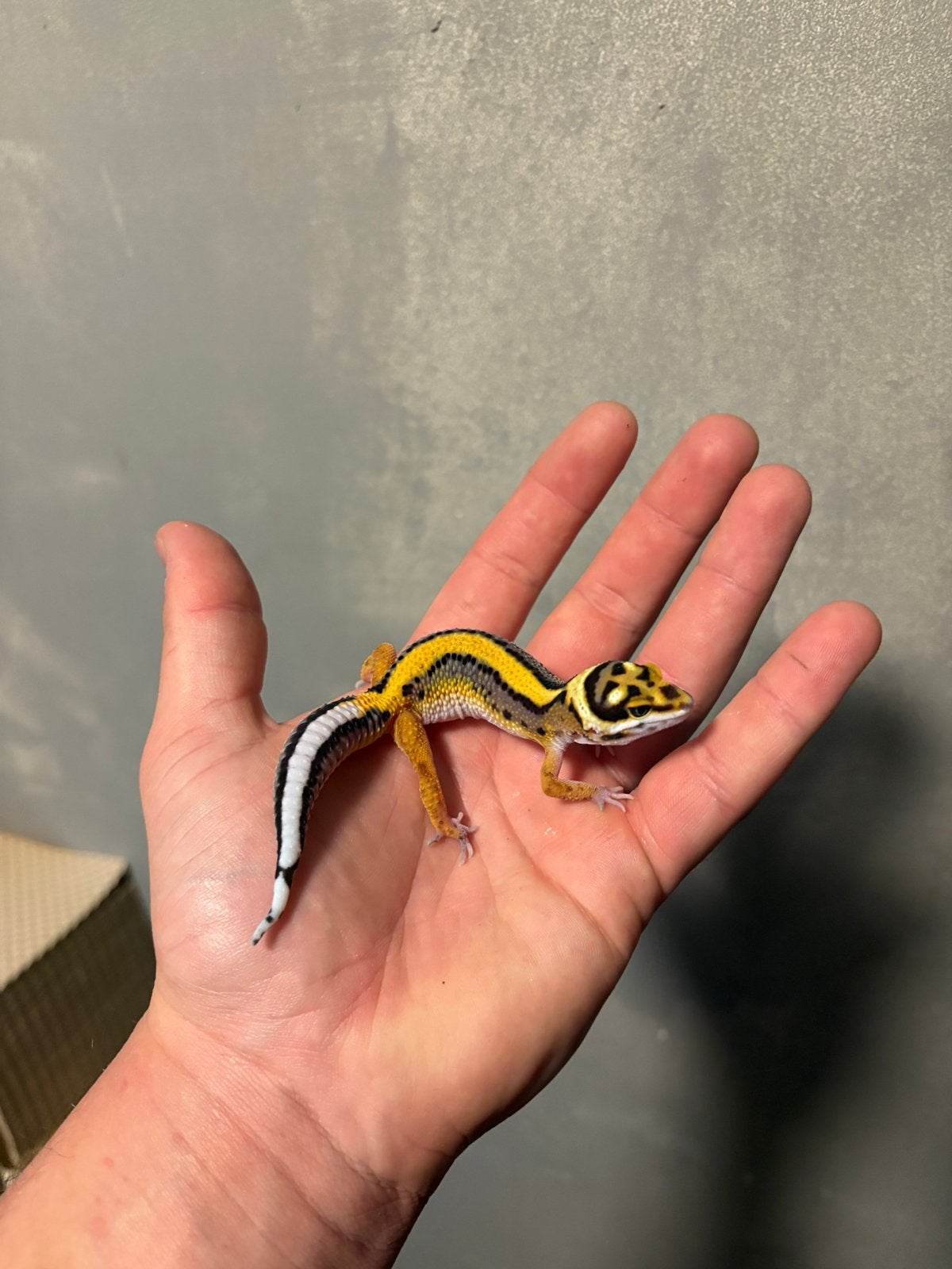 0.1 firebold x (firebold x extreme bold) luipaardgekko, Dieren en Toebehoren, Hagedis, 0 tot 2 jaar