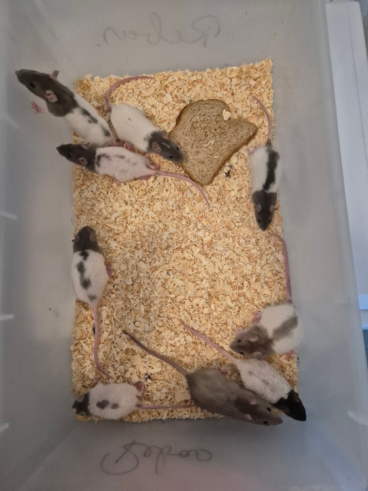 Jonge ratjes, Dieren en Toebehoren, Mei, Rat, Tam