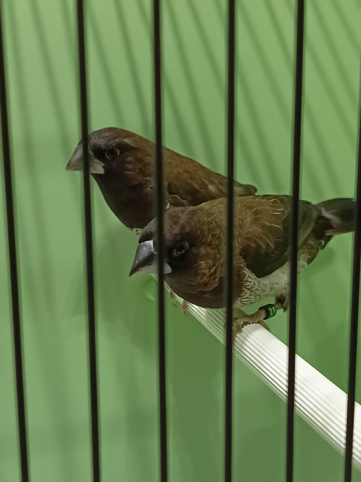 koppel Japanse meeuwtjes, Dieren en Toebehoren, Meerdere dieren, Tropenvogel, Geringd
