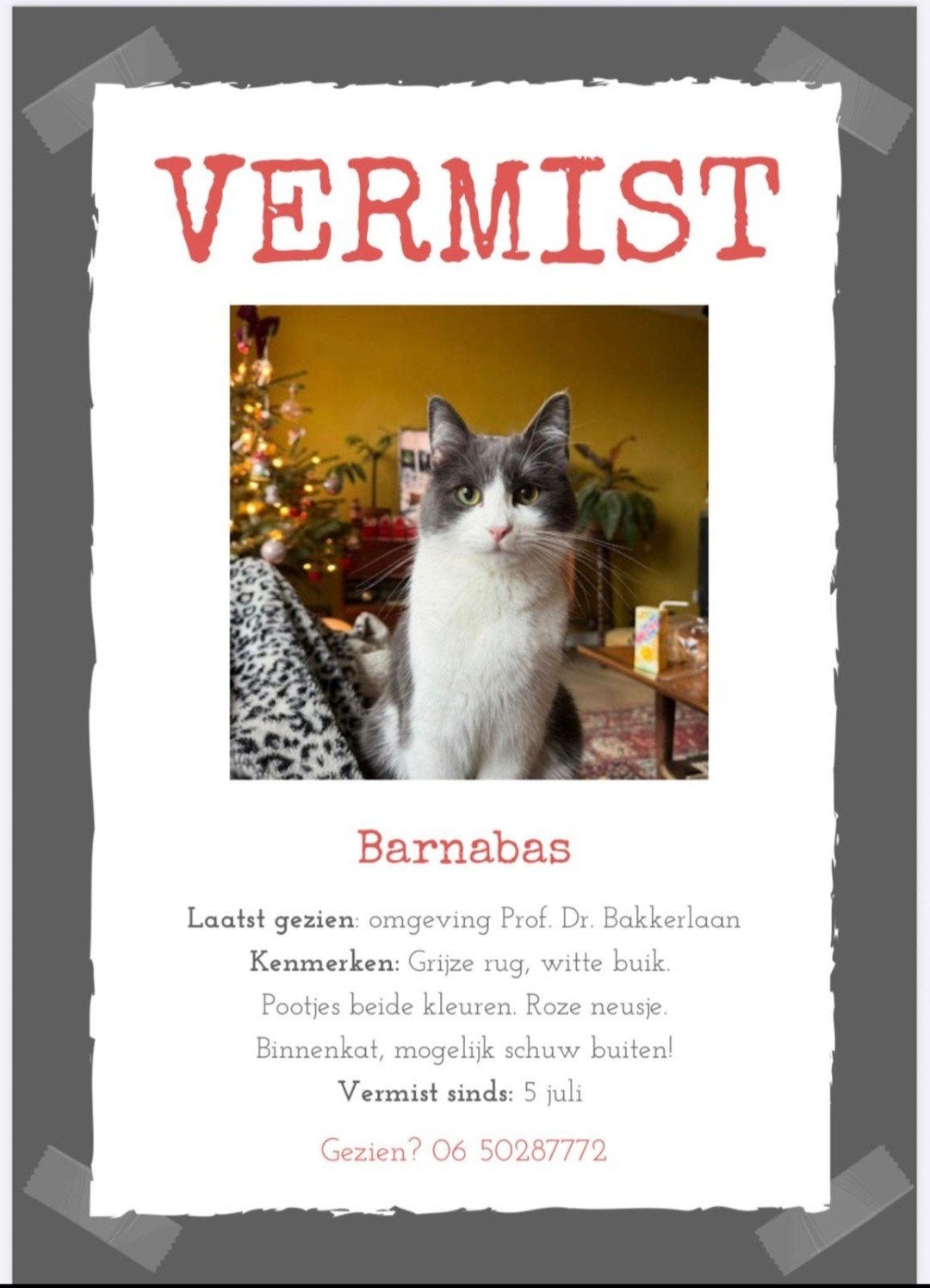 Barnabas kater vermist !, Dieren en Toebehoren, Kat