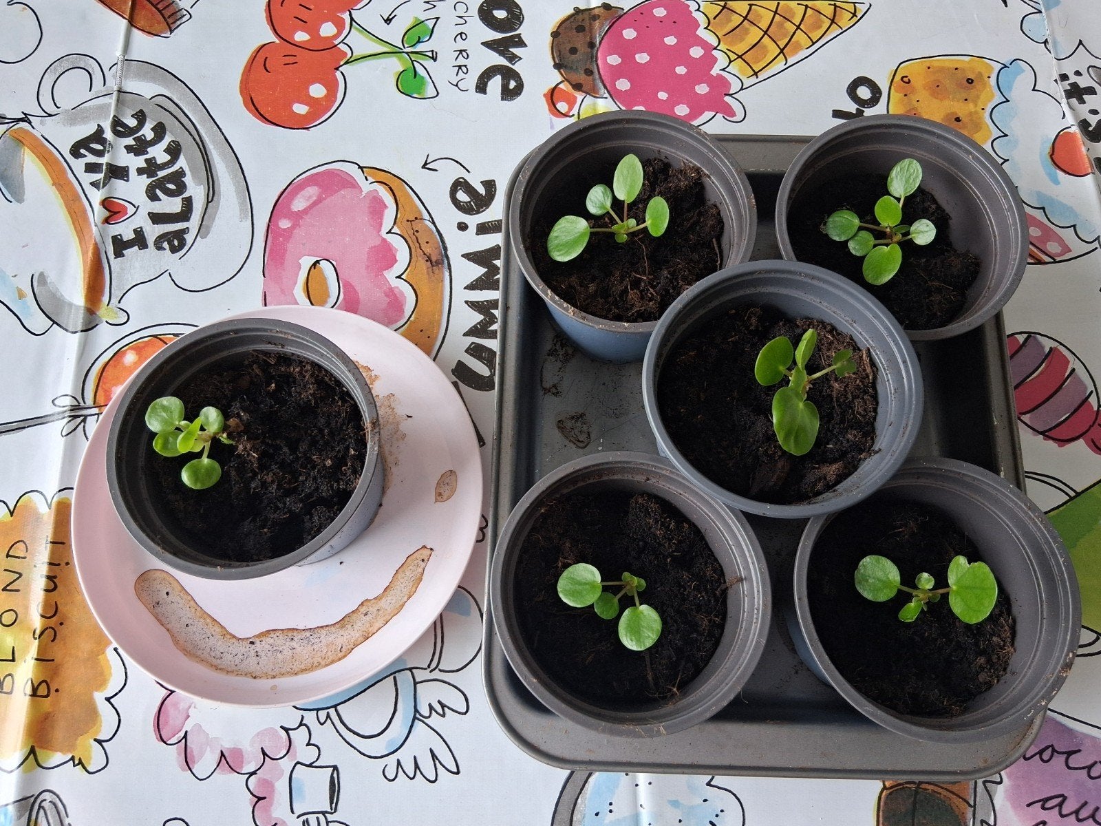 pannenkoeken plantjes, Ophalen