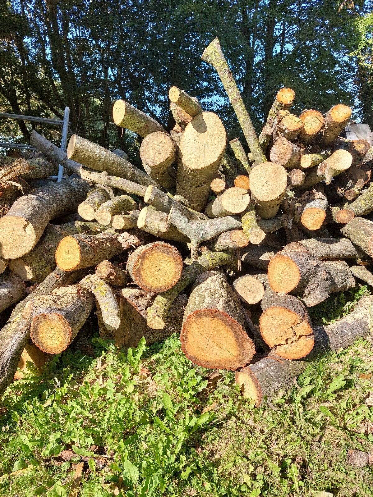 Te koop droog openhaard hout, Tuin en Terras, 6 m³ of meer, Ophalen, Eikenhout, Blokken