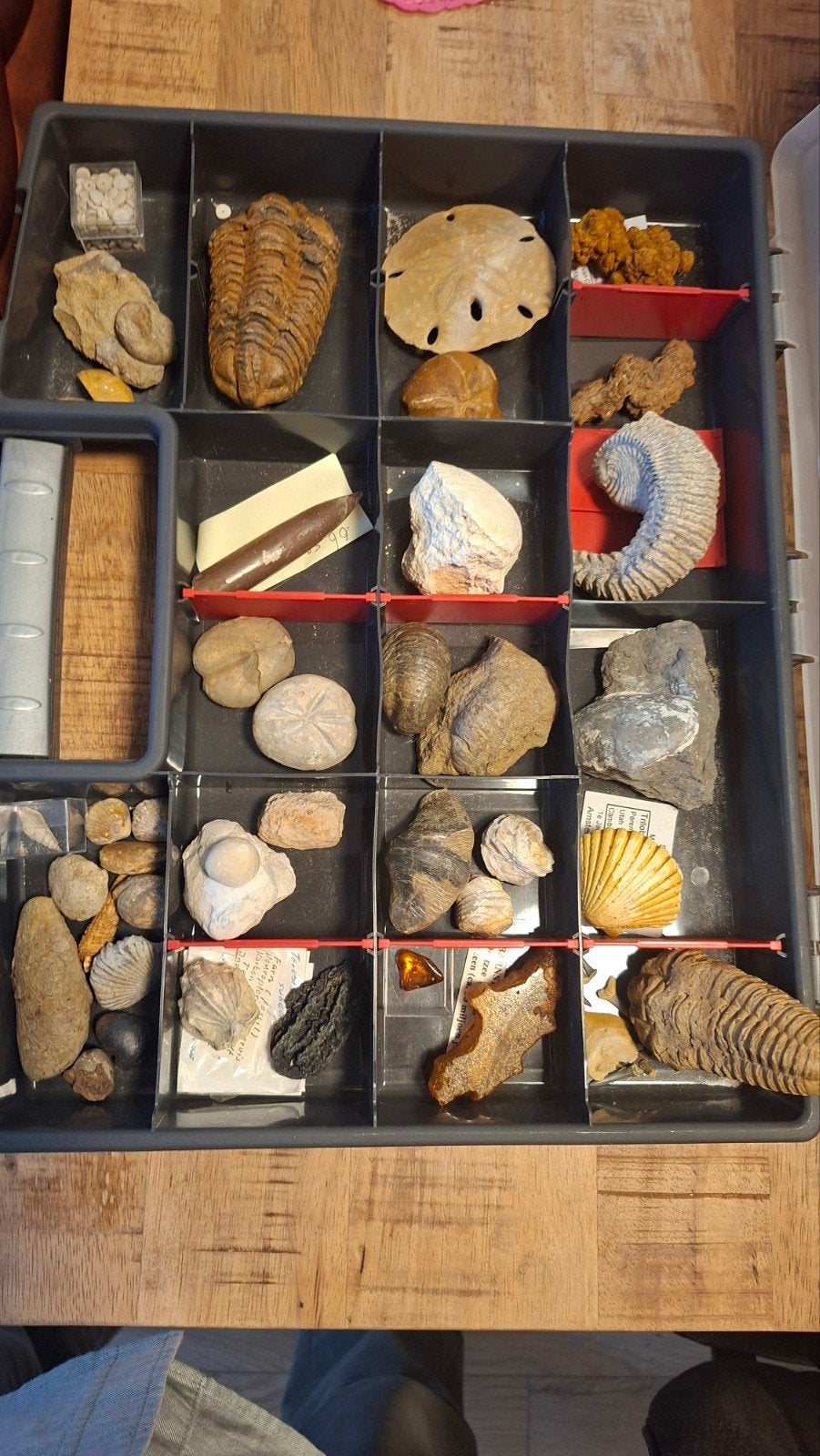 Collectie fossielen en mineralen, Ophalen of Verzenden