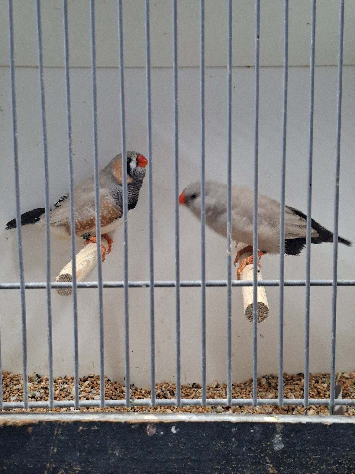 split x charcoal bleekrug zebravinken, Dieren en Toebehoren, Meerdere dieren