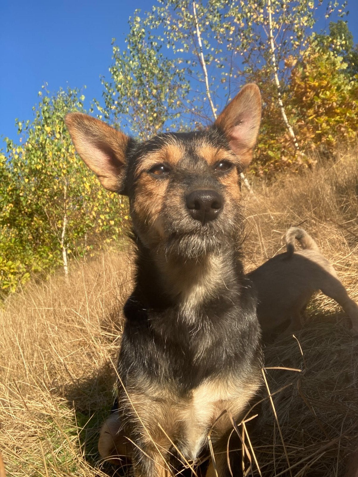 Patty is ter adoptie!, Dieren en Toebehoren, Handelaar, Buitenland, Teef, Eén hond