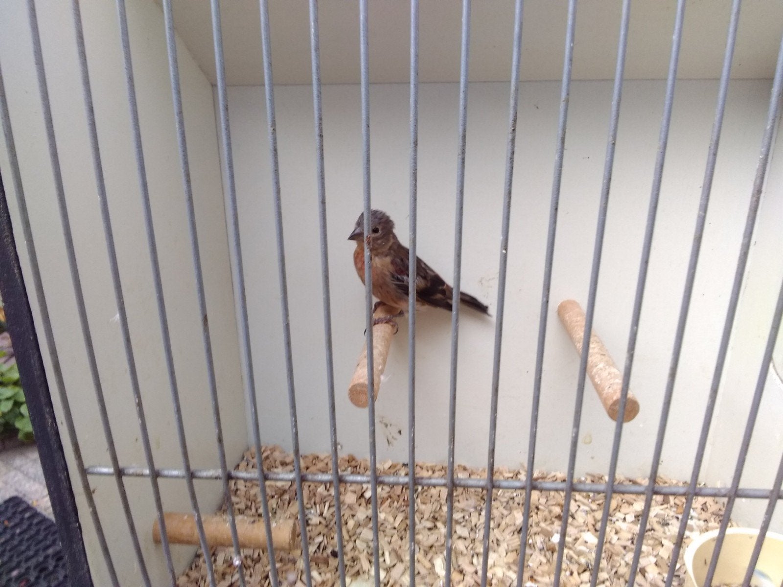 Kapoetsensijs x Kanarie F1 popjes, Dieren en Toebehoren, Vrouwelijk, Tropenvogel, Geringd