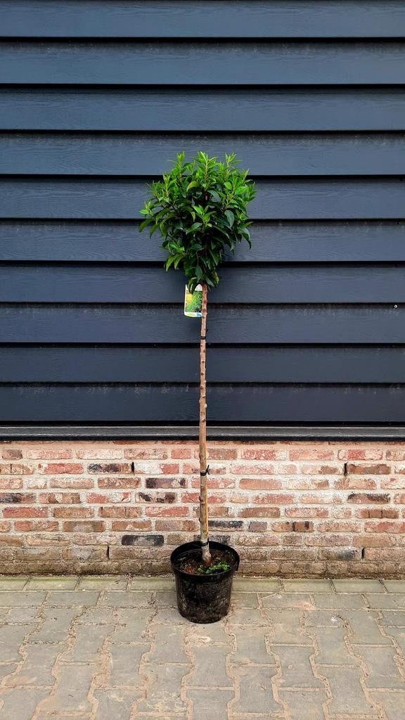 Prunus Lusitanica 'Angustifolia' 🌿 op Stam, Tuin en Terras, Ophalen, Halfschaduw, 100 tot 250 cm