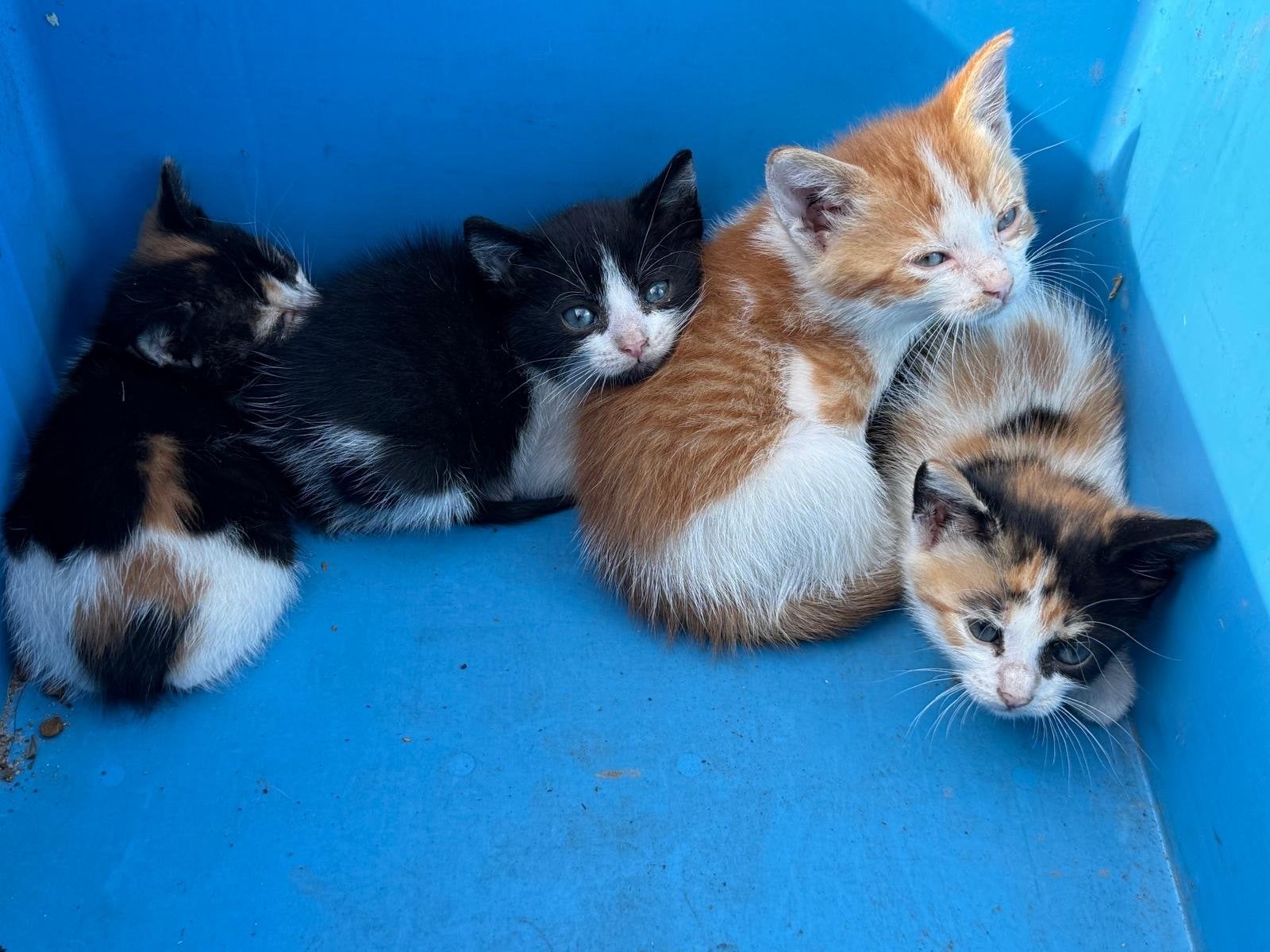 Mooie kittens, Dieren en Toebehoren, Katten en Kittens | Overige Katten, Kortharig