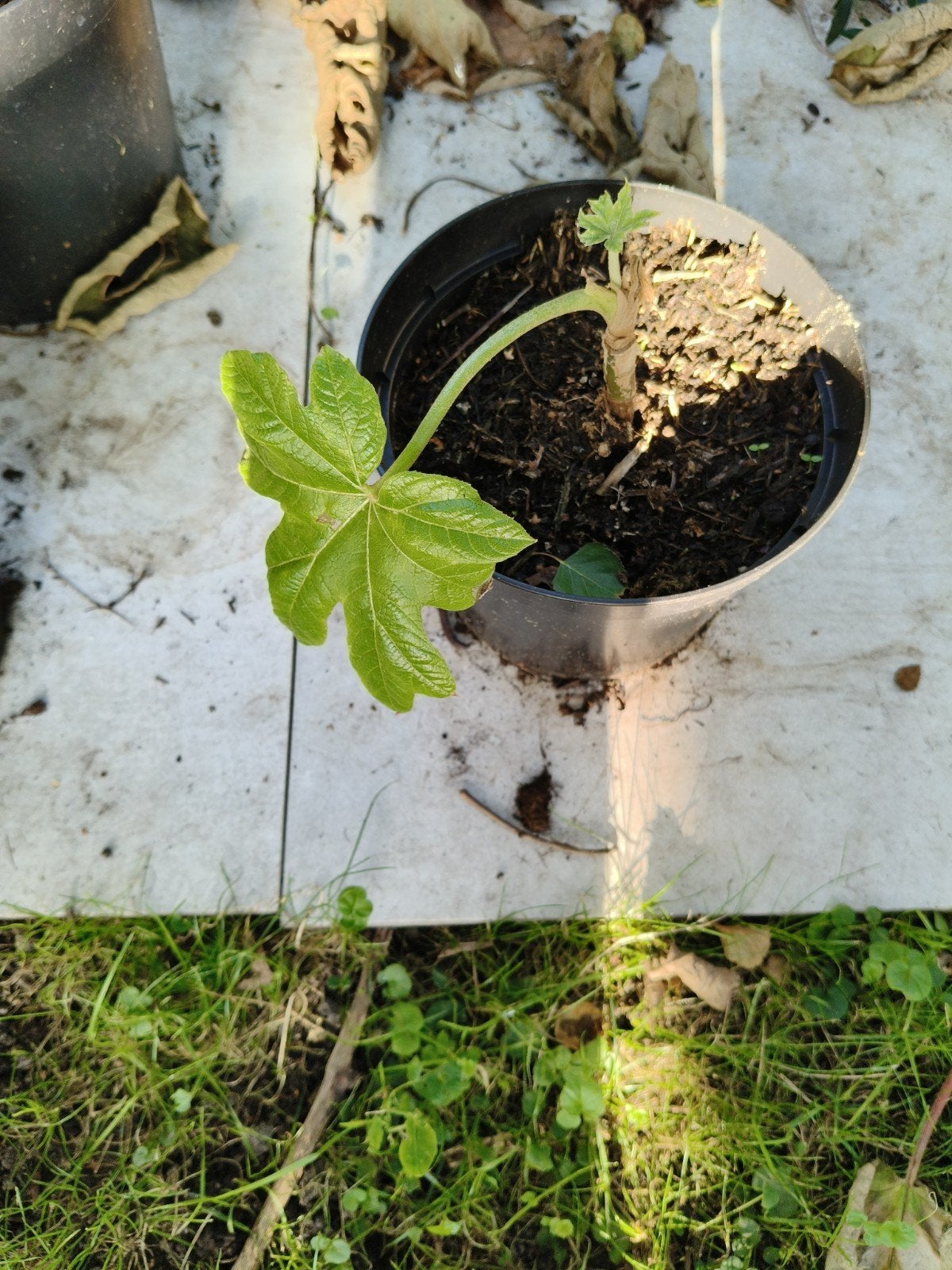 rijstpapier plant, Ophalen, Overige soorten, Volle zon