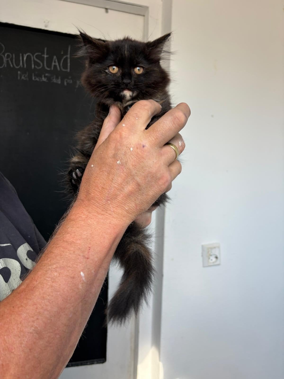 Noorseboskat/Perzische  kitten zoekt gouden mandje, Poes, Ontwormd, 0 tot 2 jaar