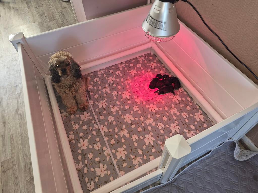 Cocker spaniel pups, Dieren en Toebehoren, Honden | Retrievers, Spaniëls en Waterhonden, 8 tot 15 weken, Meerdere, Meerdere dieren