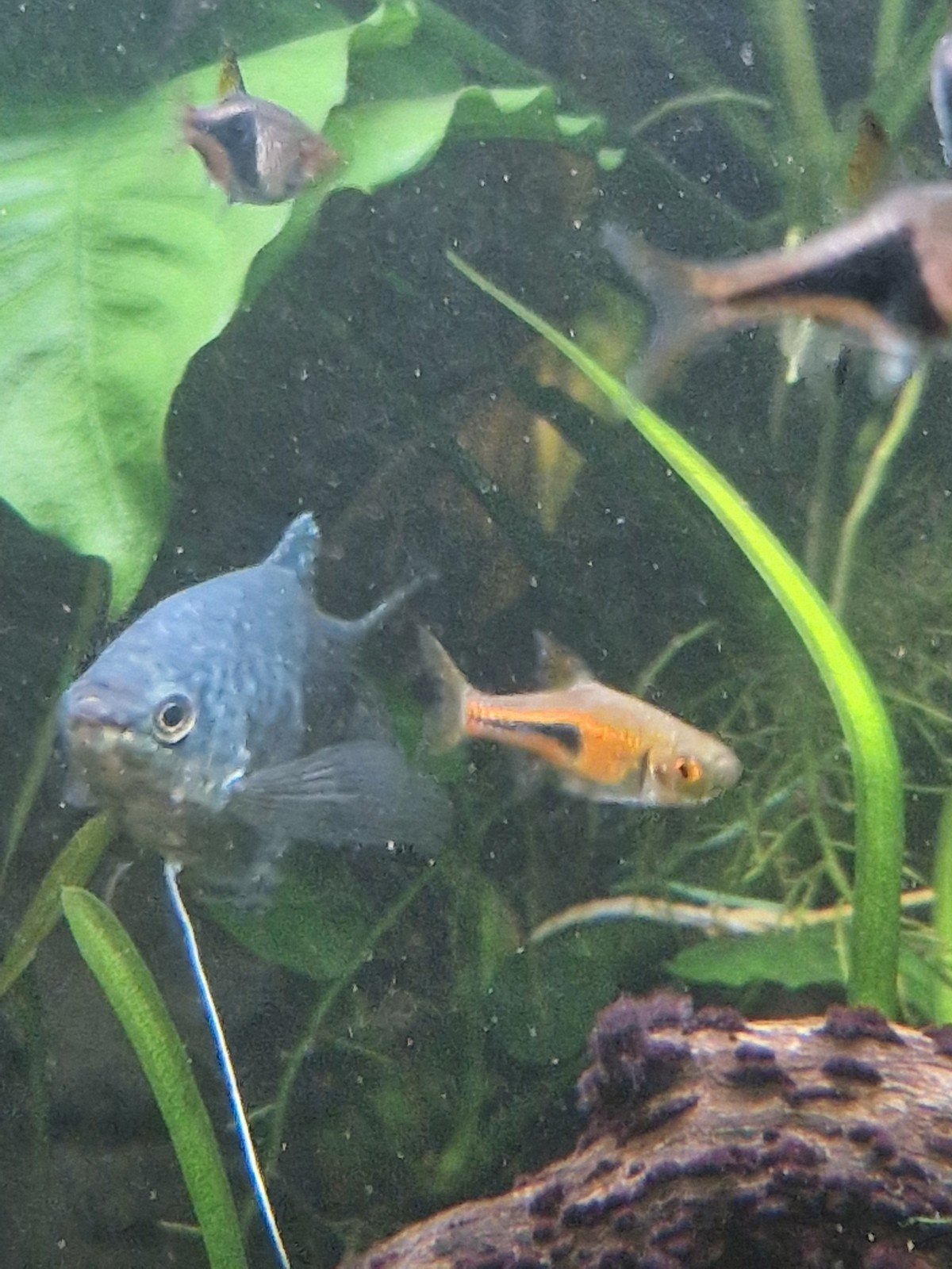 blauwe goerami, Dieren en Toebehoren, Vis