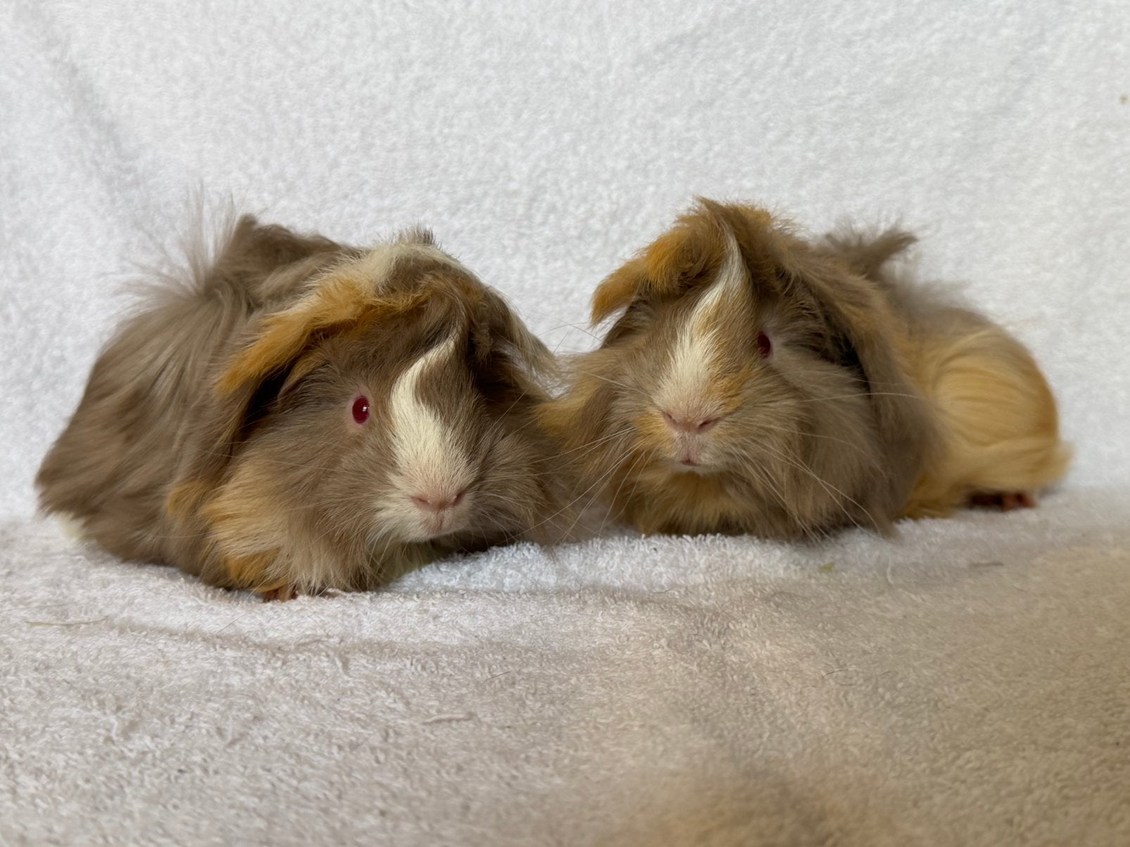 Twee lieve en mooie cavia broertjes, Dieren en Toebehoren, Mei, Mannelijk, Cavia