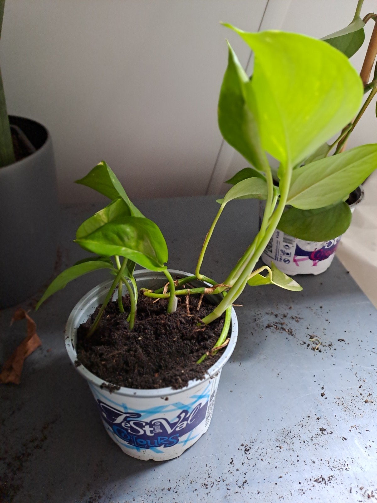 Drakenklimop / Scindapsus (Epipremnum), Ophalen, Overige soorten, Halfschaduw, Minder dan 100 cm
