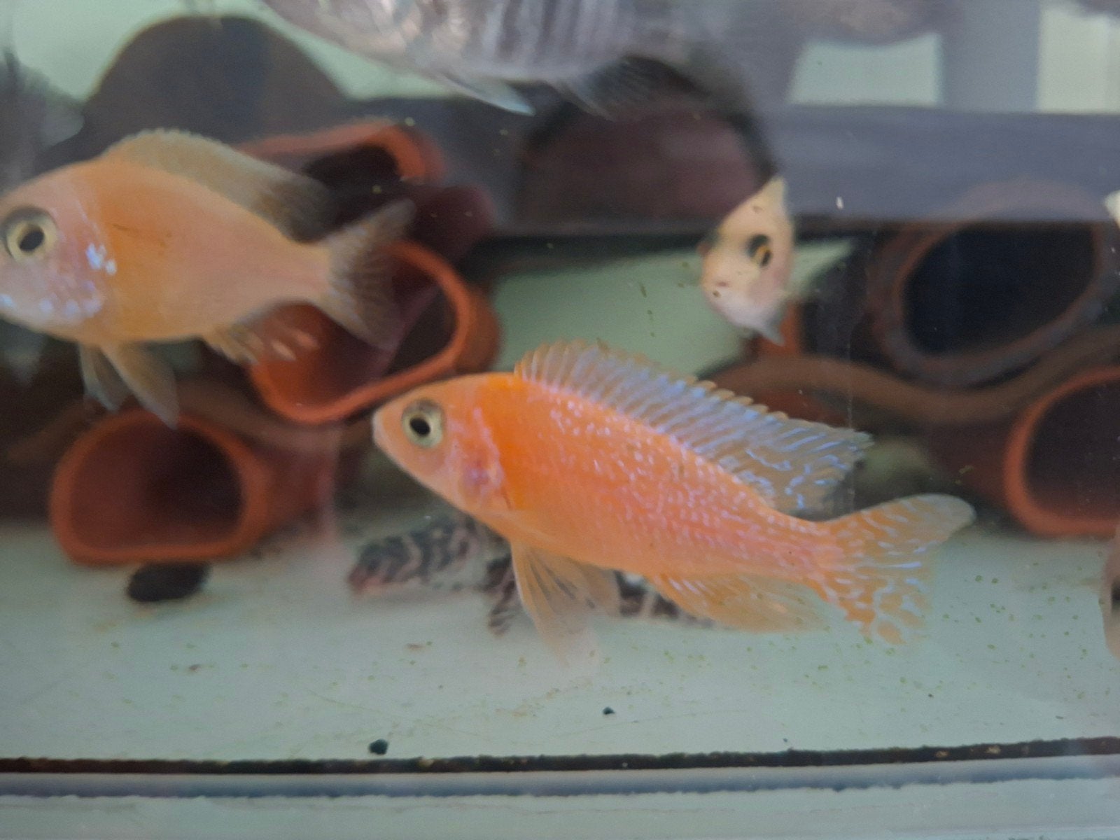 Verschillende cichliden, Dieren en Toebehoren, Vis, Zoetwatervis