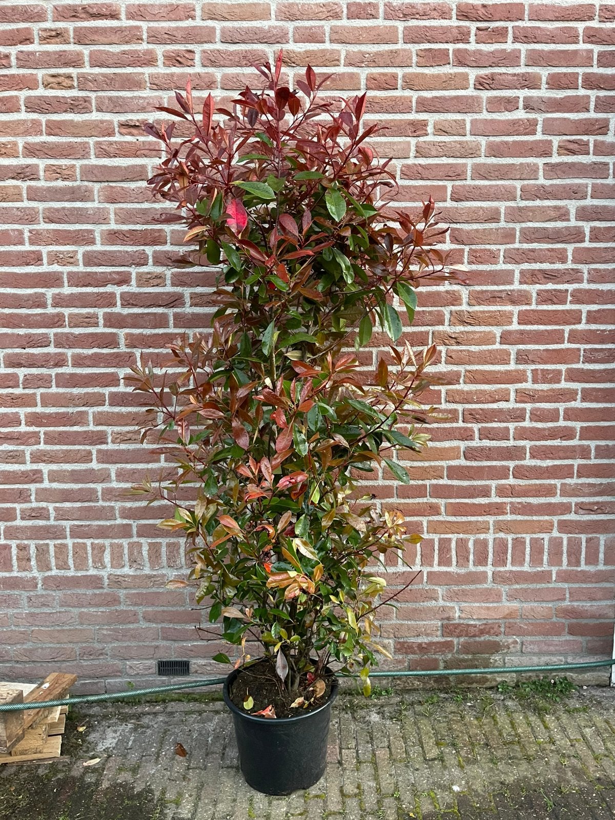 Grote photinia red robin in pot glansmispel, Tuin en Terras, Planten | Struiken en Hagen, Ophalen of Verzenden, Overige soorten
