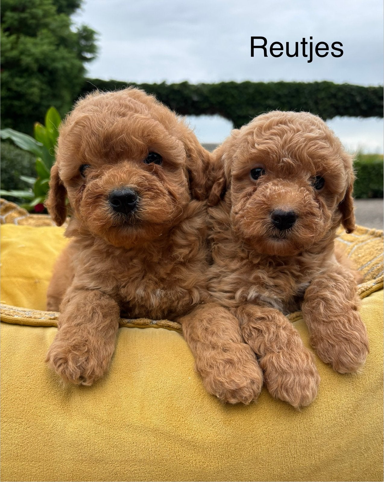 Labradoodle mini pups, Dieren en Toebehoren, Nederland, Overige rassen, 8 tot 15 weken, Meerdere