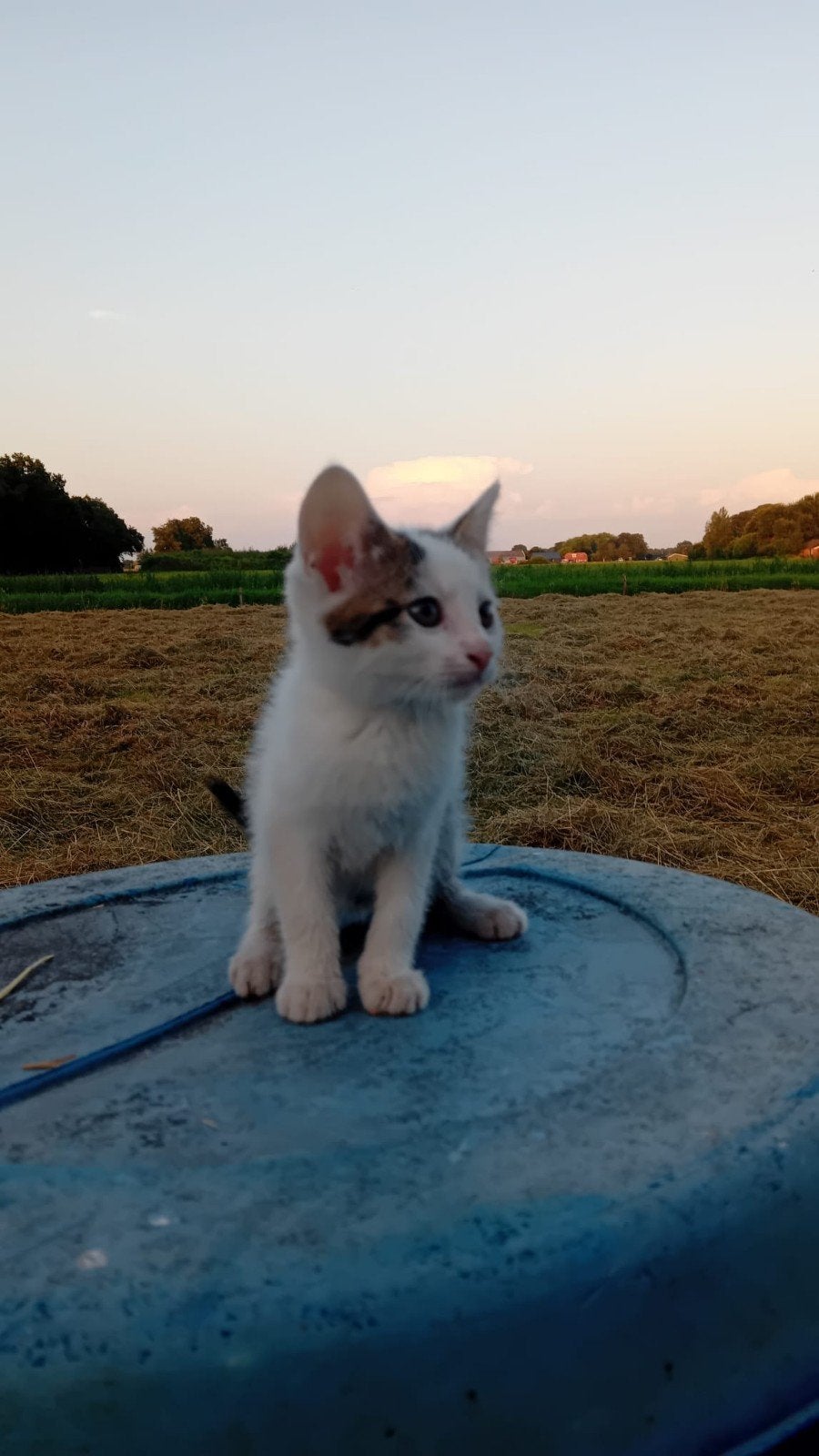 Lieve boerderij kitten poesjes, Dieren en Toebehoren, Poes