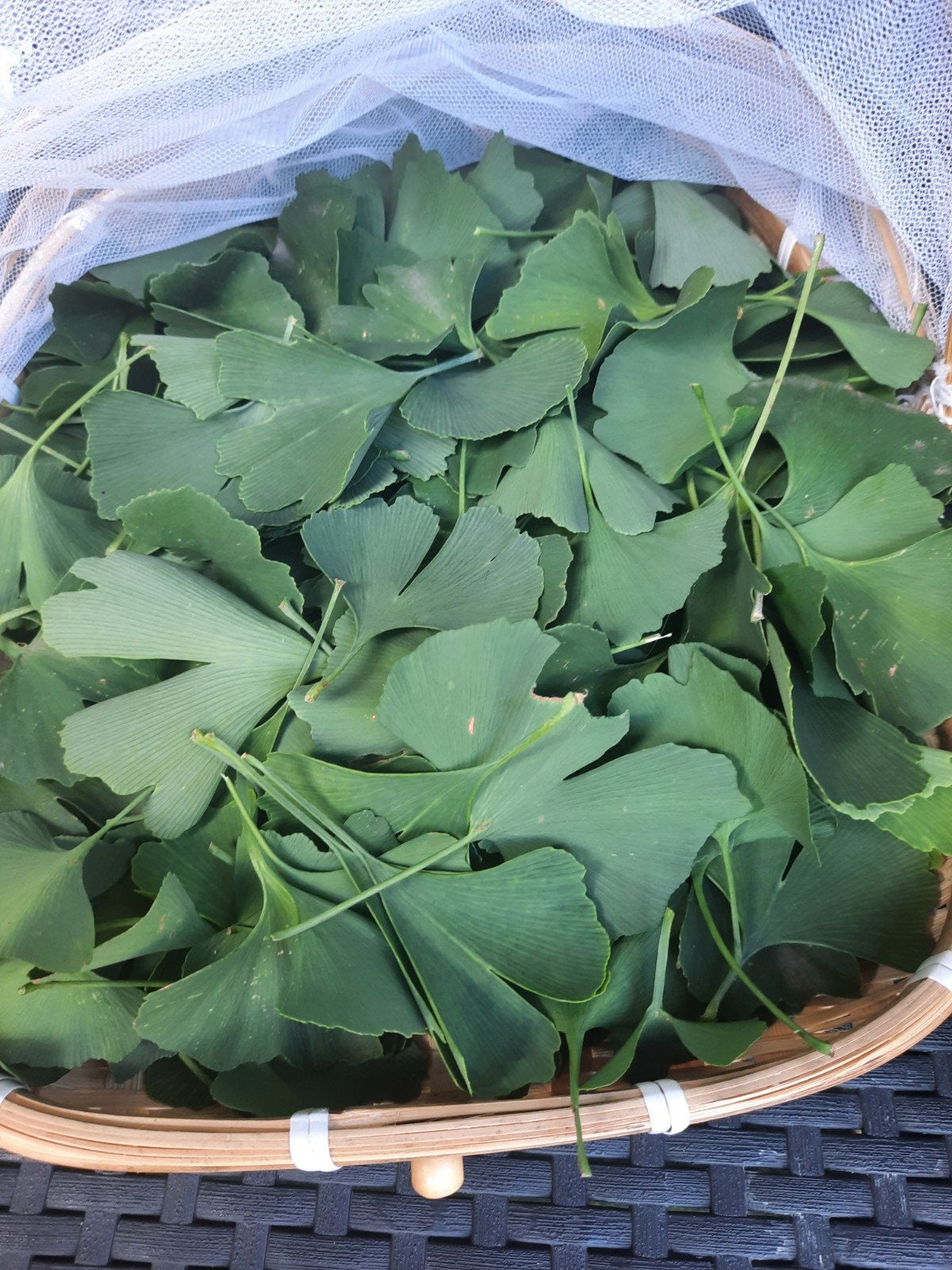 NPL Ginkgo Biloba, Ophalen of Verzenden, Nieuw, Lichaamsverzorging