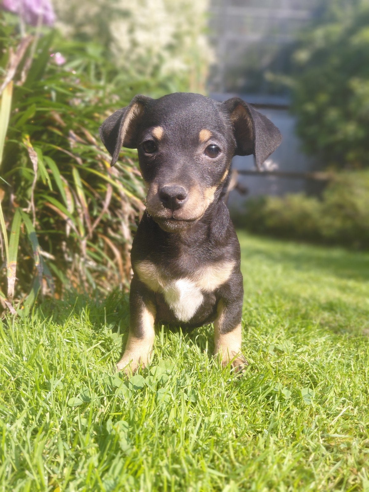 Stoere jack russel pups, Dieren en Toebehoren, Honden | Jack Russells en Terriërs, Parvo, Jack Russell Terriër, 8 tot 15 weken