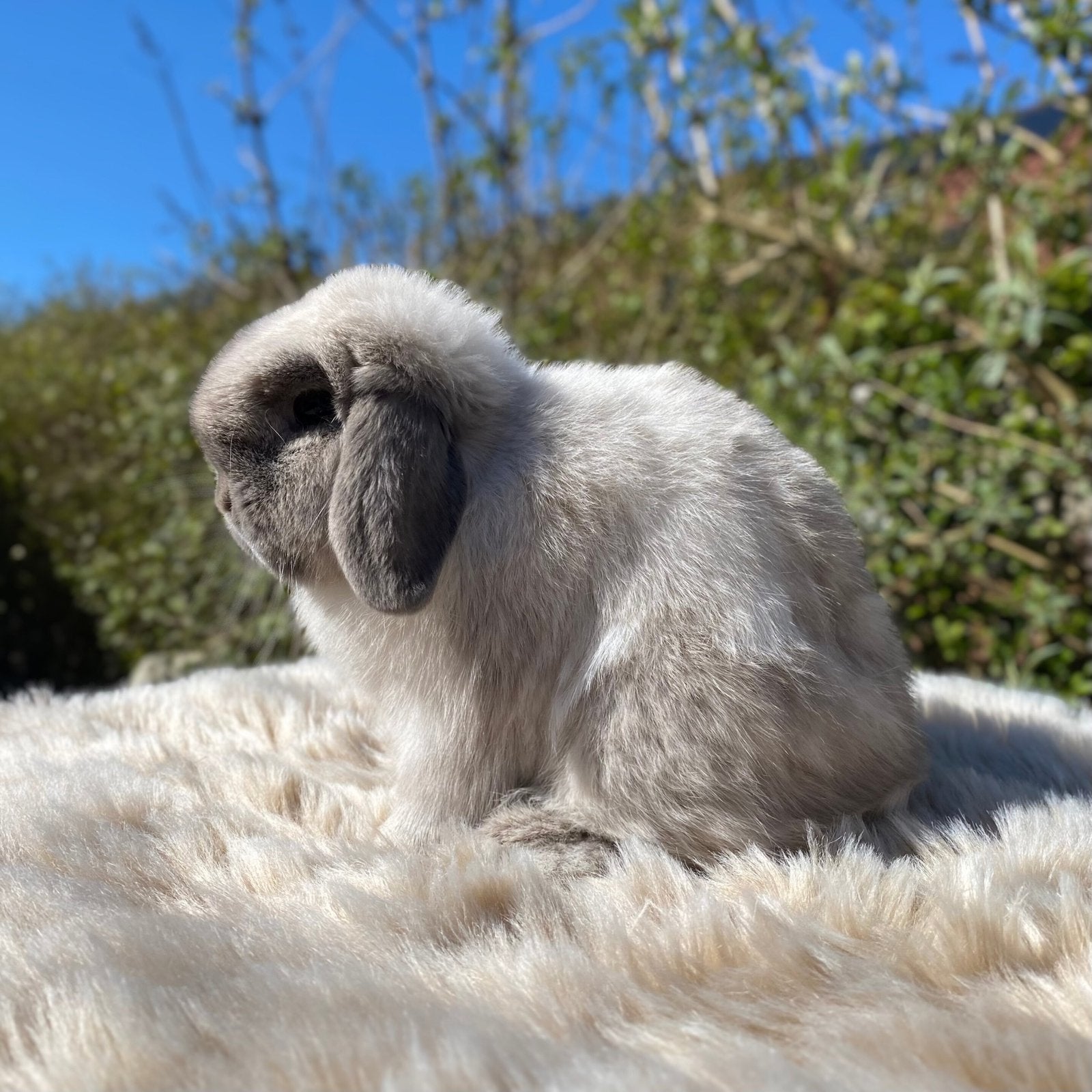 Super knappe raszuivere blue point minilop ram, Dieren en Toebehoren, Konijnen, Mannelijk, Dwerg, Hangoor, 0 tot 2 jaar