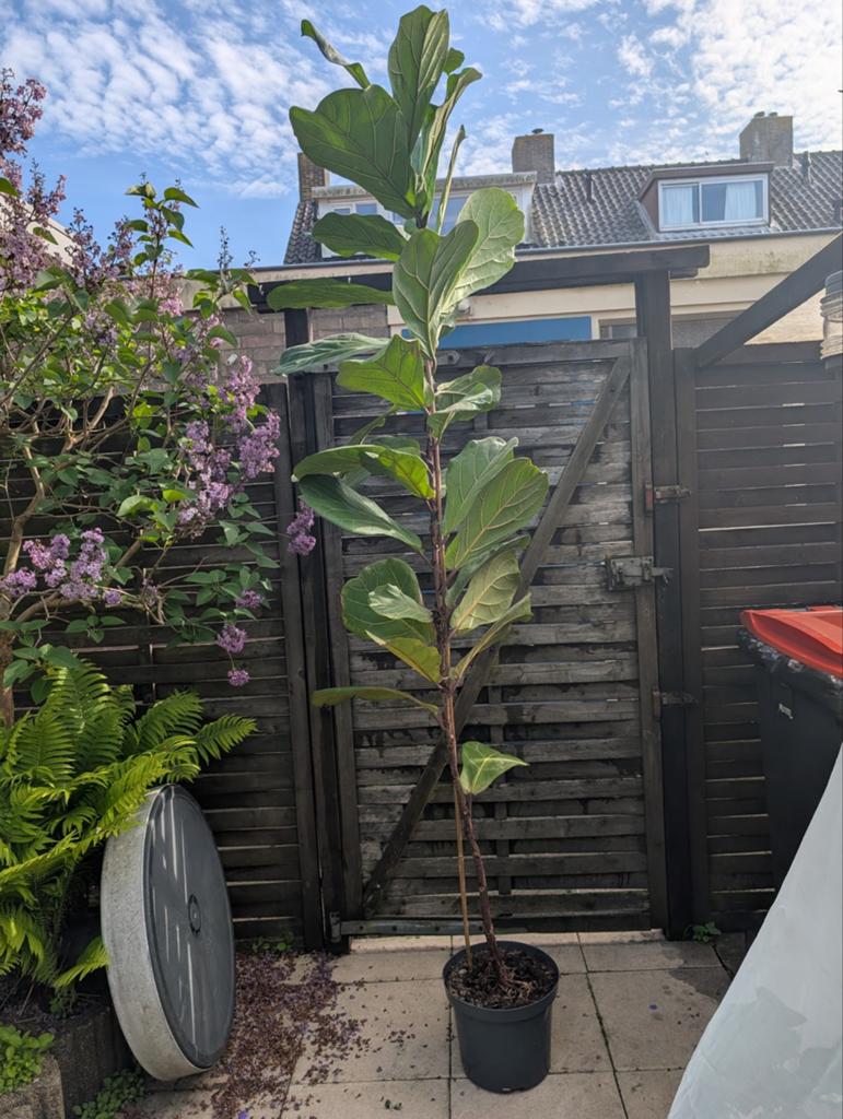 Large fiddle leaf fig tree, Ophalen of Verzenden, Halfschaduw, 200 cm of meer