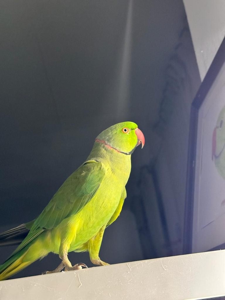 Looking for a new loving home for Indian Ringneck parakeet, Mannelijk, Papegaai, Pratend