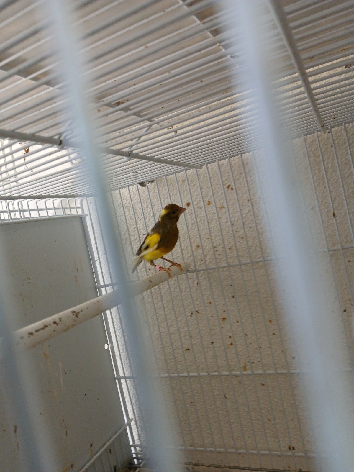 Man kanari, Dieren en Toebehoren, Vogels | Kanaries, Mannelijk
