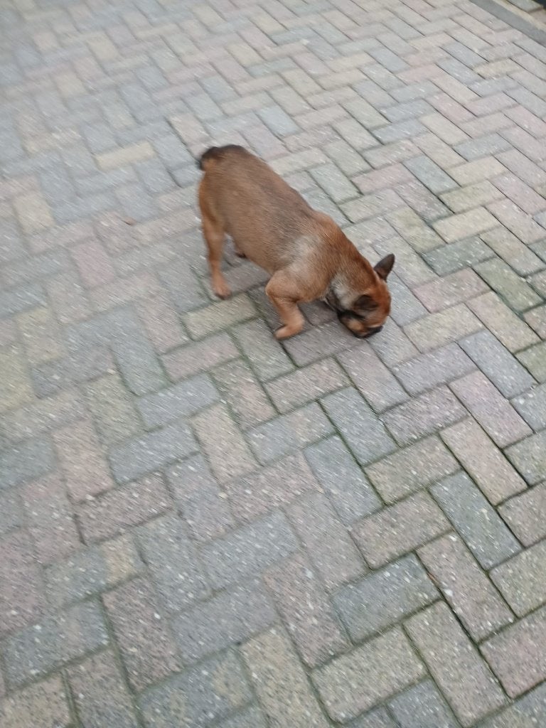 franse bulldog, Reu, 1 tot 2 jaar, Parvo, Eén hond