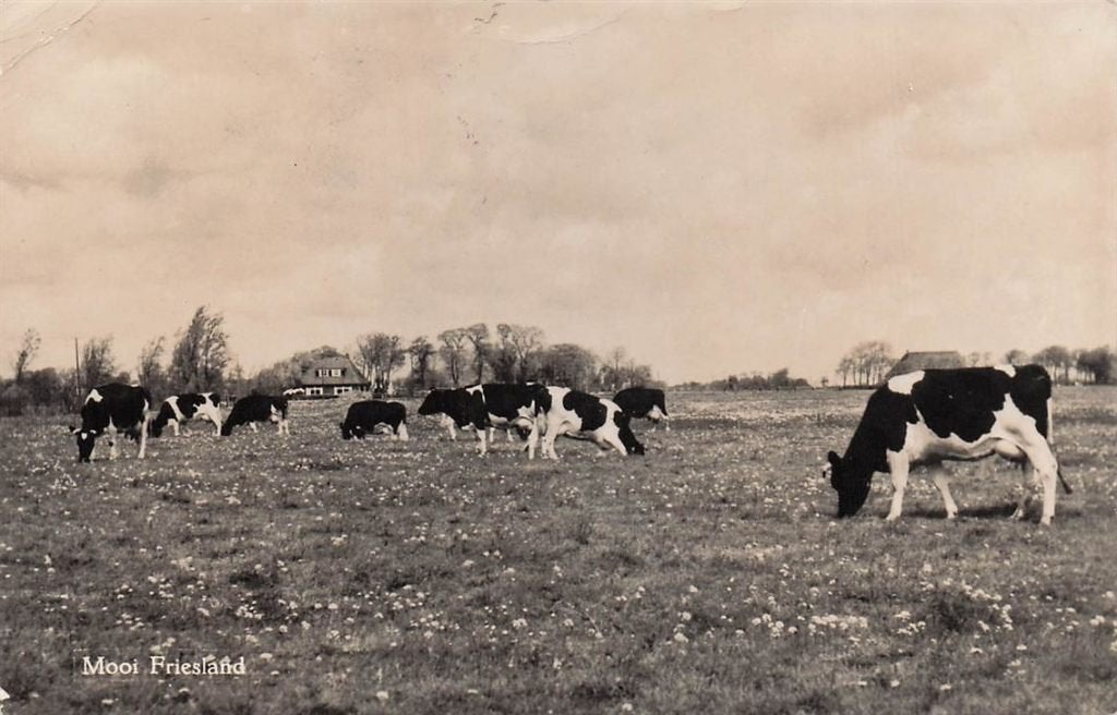 703-035-031 Mooi Friesland Landschap bij Mantgum, Verzamelen, Ophalen of Verzenden, Voor 1920, Friesland