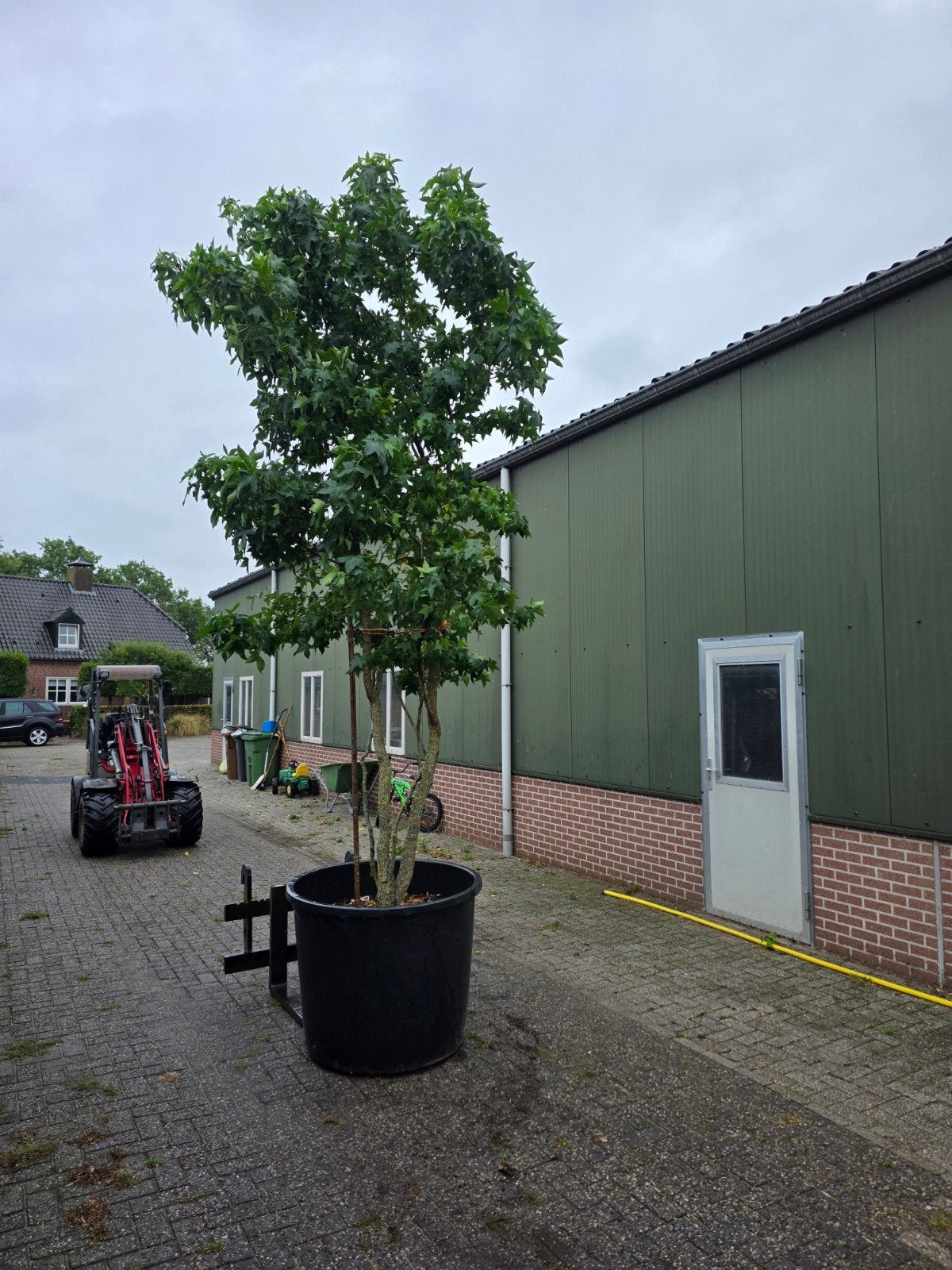 meerstammige liquidambar, Tuin en Terras, Ophalen of Verzenden, Volle zon, Overige soorten