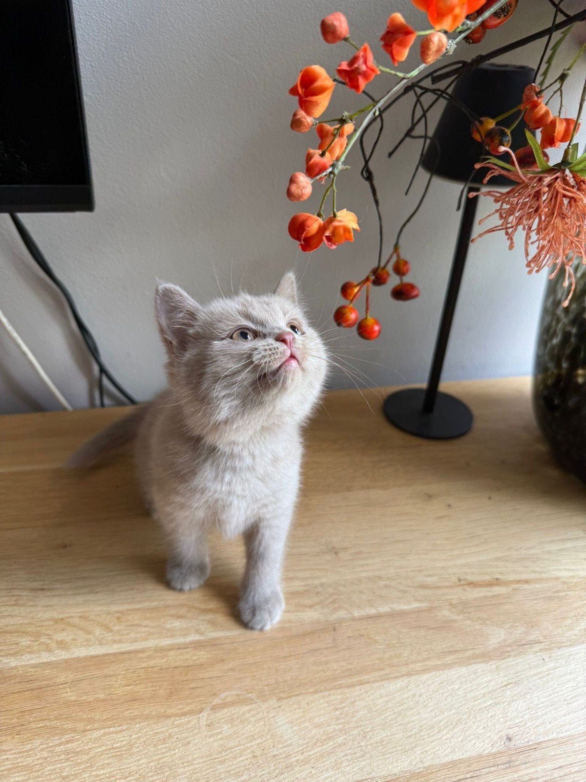 Britse Korthaar kittens, Meerdere dieren, Ingeënt