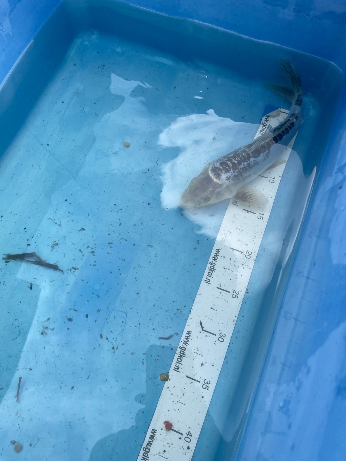 Koi 25 cm, Karper of Koi