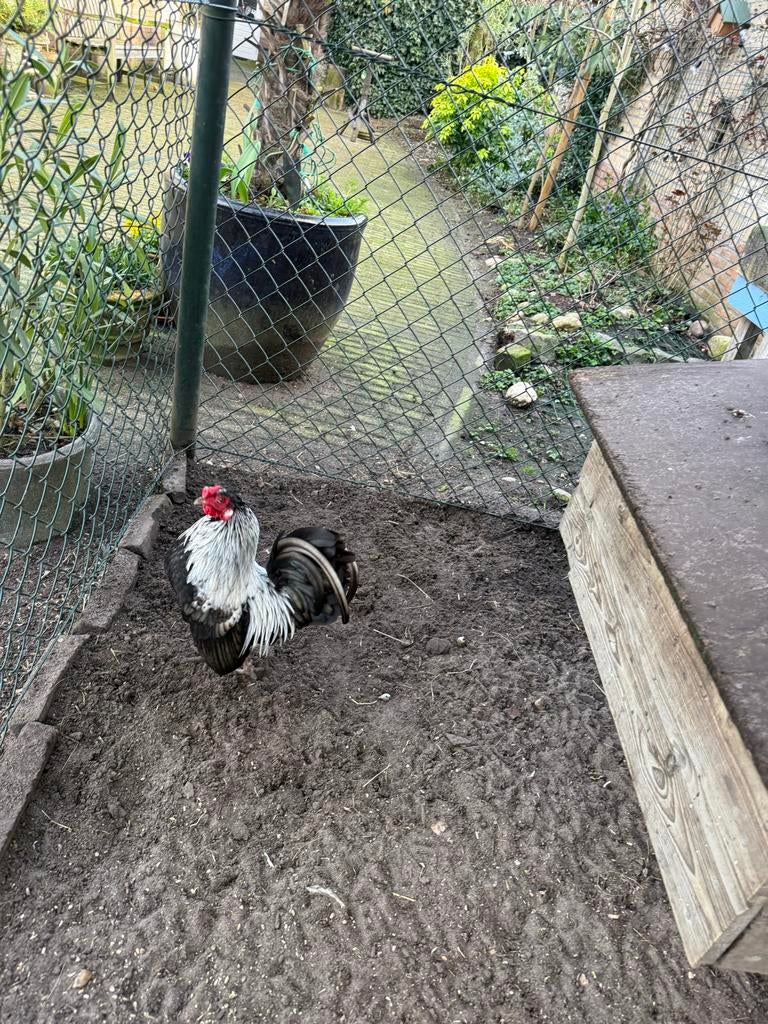 Prachtige haan, Sebright x Ameraucanas, Dieren en Toebehoren, Pluimvee, Kip, Mannelijk