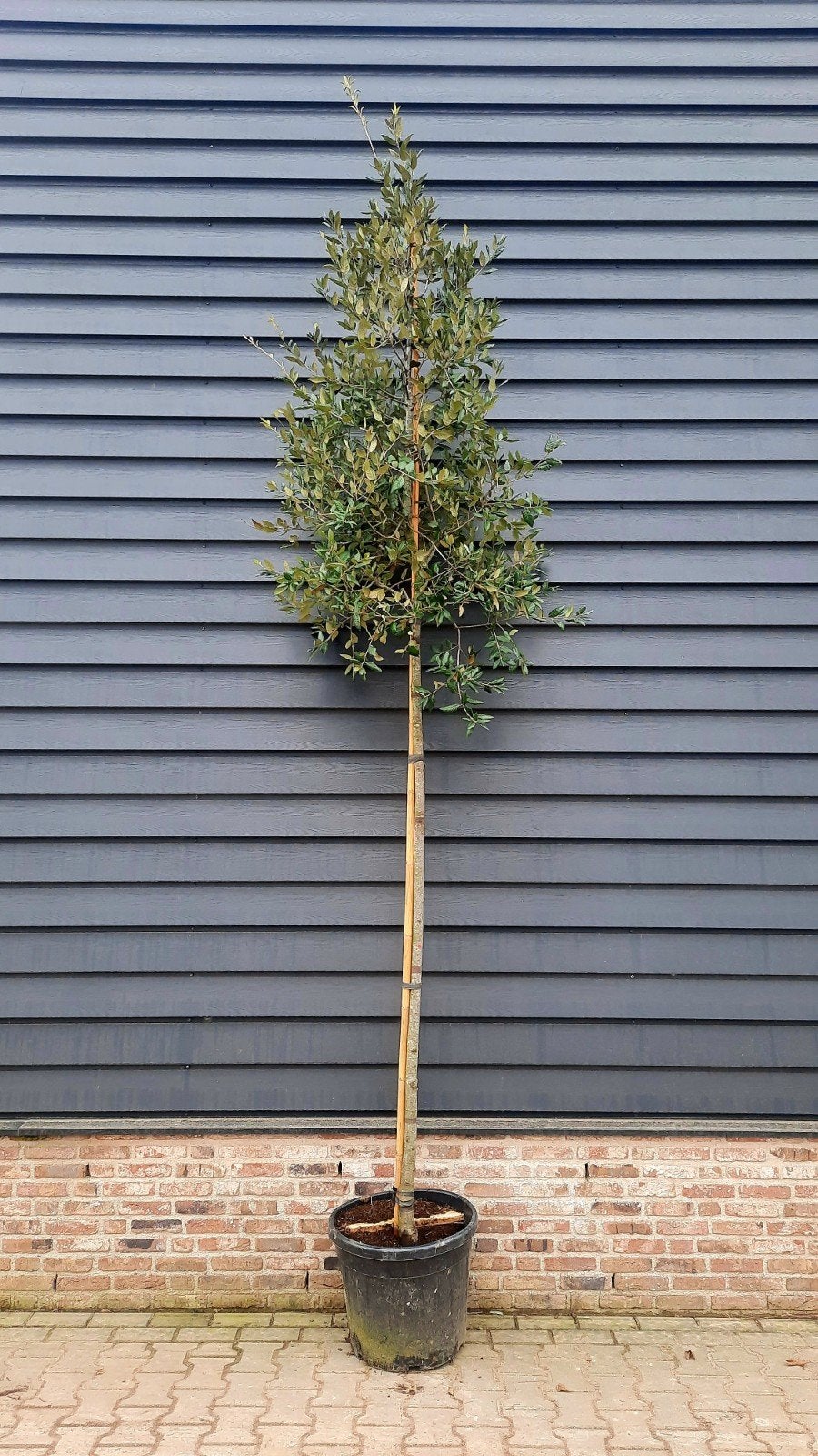 Quercus ilex (Steeneik) hoogstam 🌳, Tuin en Terras, Planten | Bomen, Ophalen, Halfschaduw, Overige soorten