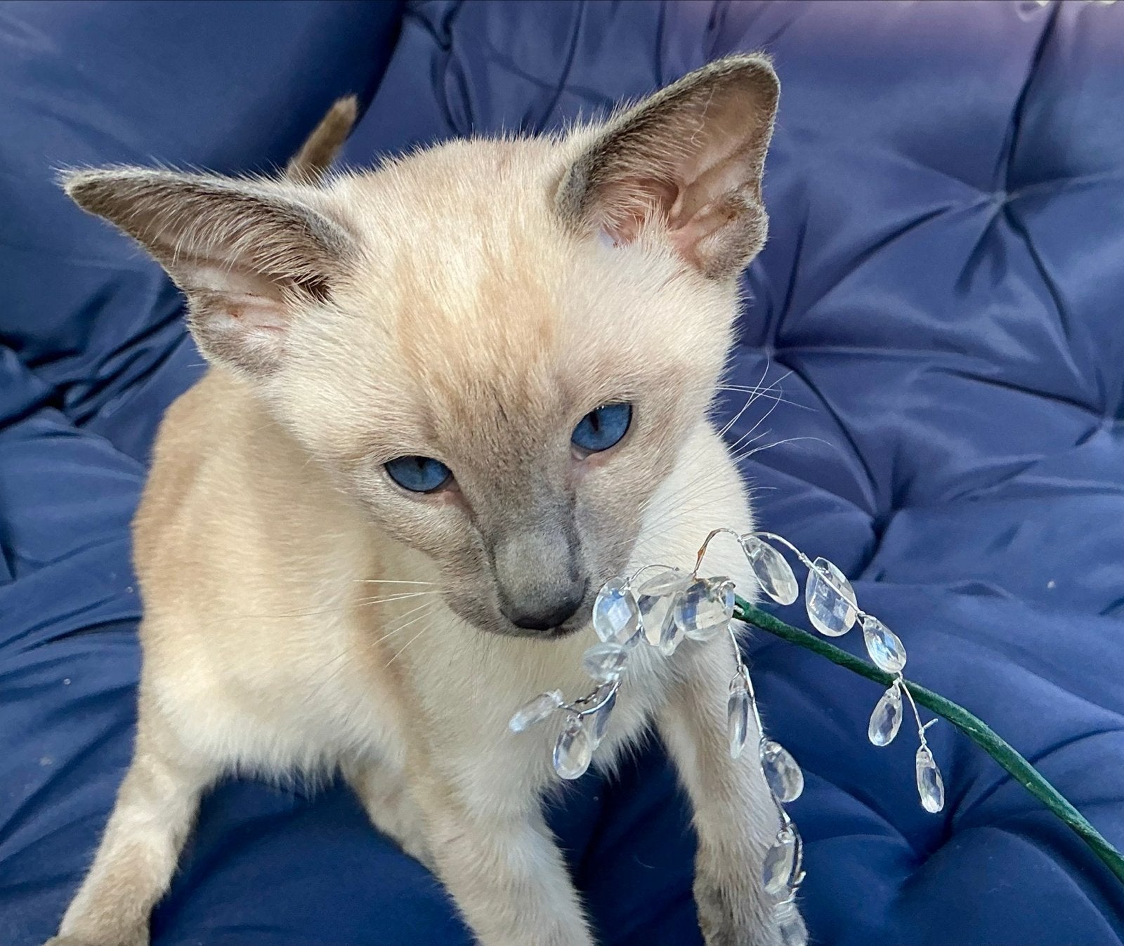 Oosterse Korthaar kitens Fawn + Lilac!, Meerdere dieren, Ingeënt
