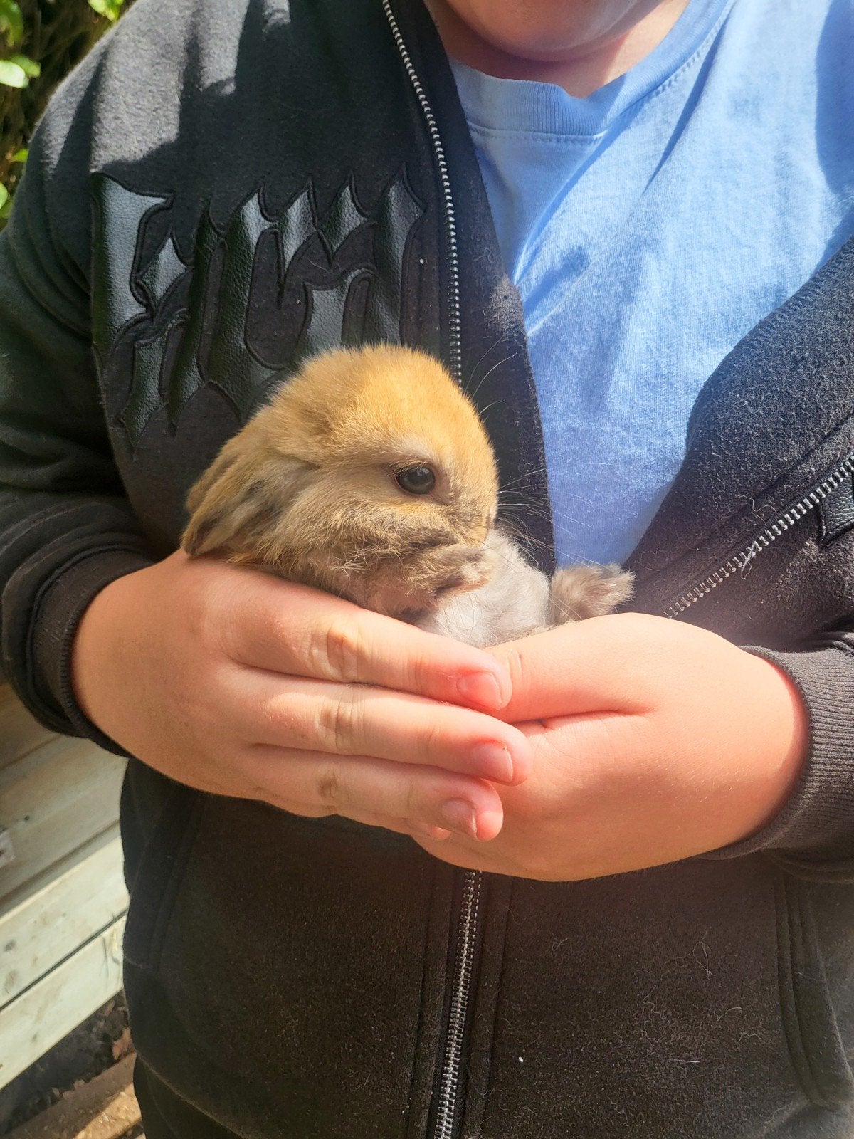 jonge dwerghangoor konijnen te koop, Meerdere dieren, Dwerg, Hangoor, 0 tot 2 jaar