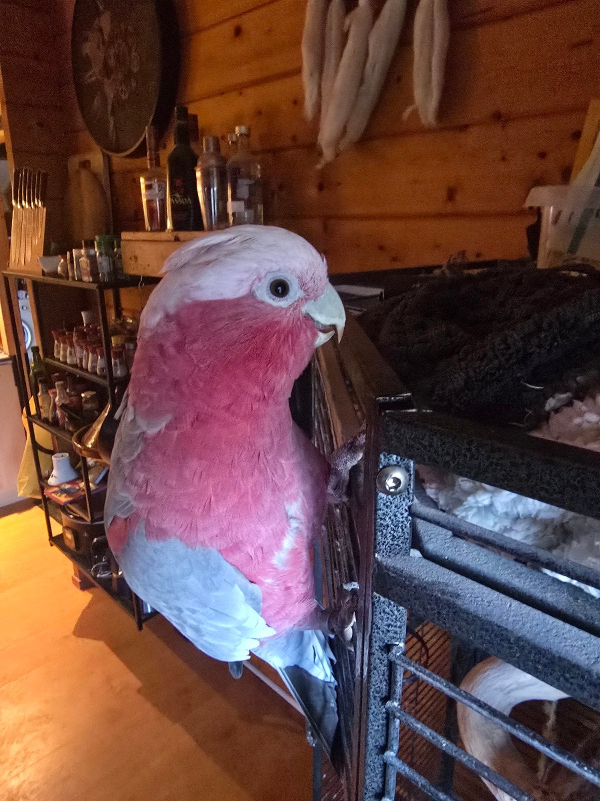 tamme en sociale rosé kaketoe, Dieren en Toebehoren, Vrouwelijk, Papegaai, Tam