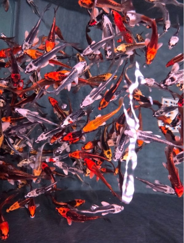Import koi Kikokuryu - Metallic koi - Ghost koi - Koidreams, Karper of Koi