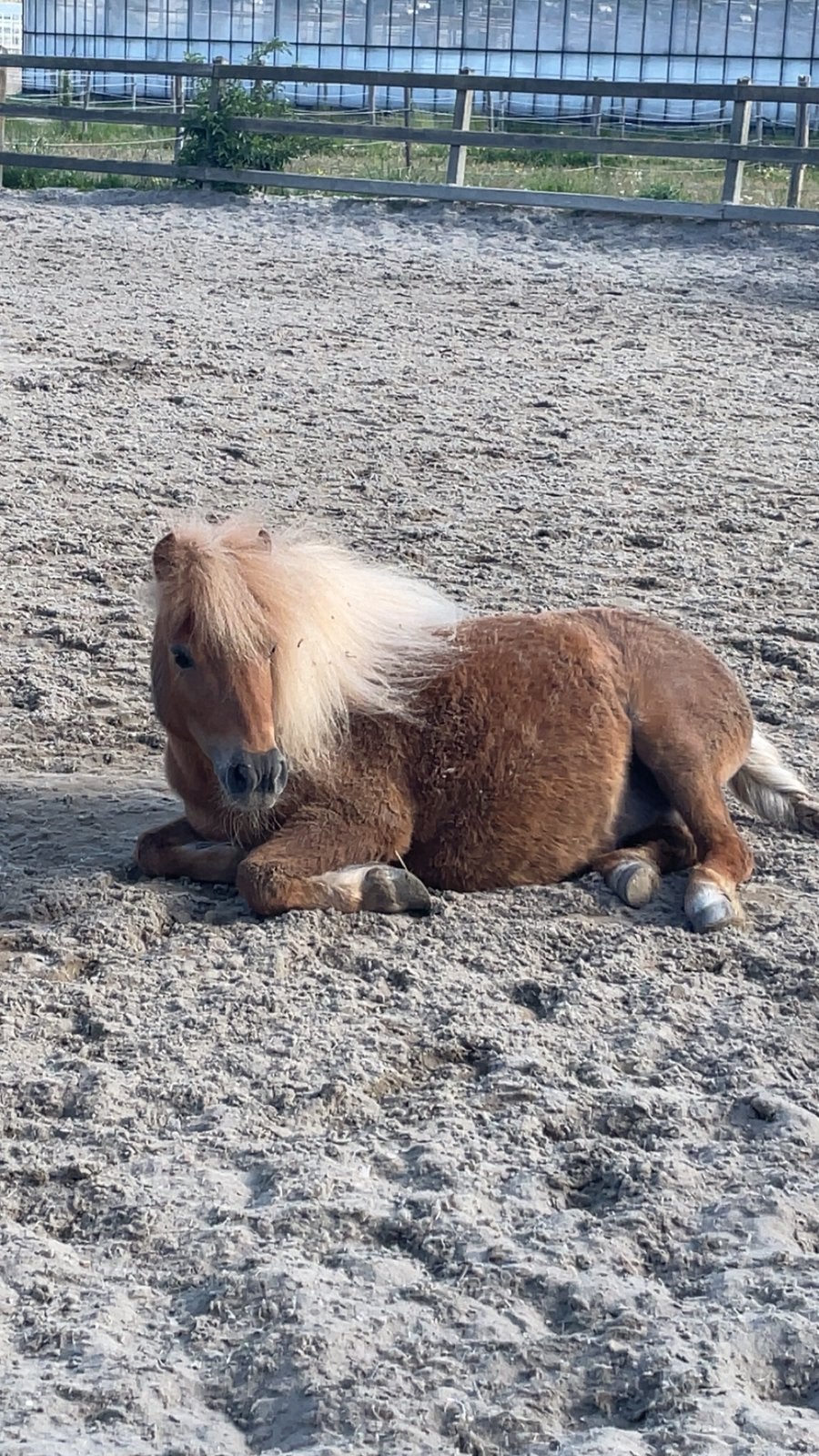 Verzorger gezocht in almere buiten, Ophalen of Verzenden