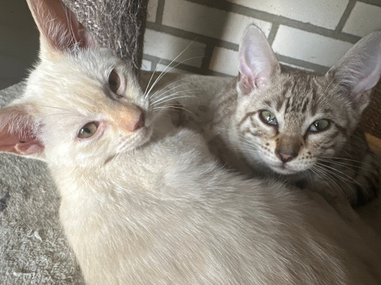 Prachtige kittens, Poes