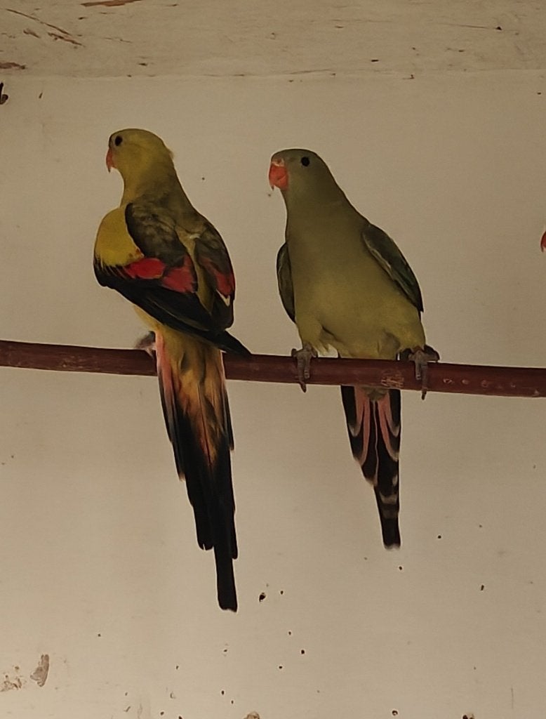 parkiet, Dieren en Toebehoren, Vogels | Parkieten en Papegaaien, Meerdere dieren, Parkiet, Geringd