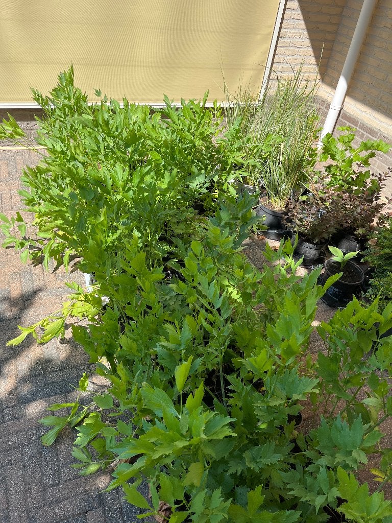 Maggiplant, Lonicera,, Siergras, Jostabes, Hosta, Crocosmia, Ophalen, Overige soorten, Volle zon
