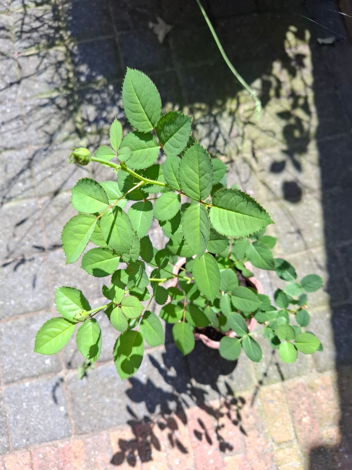 Rozen Potroosjes - Jonge rozen stekjes, Volle zon, Vaste plant, Zomer, Ophalen