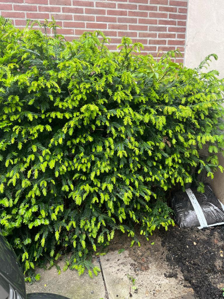 benjamin zimmerpflanze Birkenfeige Ficus benjamina 'Anastasia'